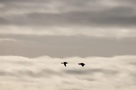 Bird_3