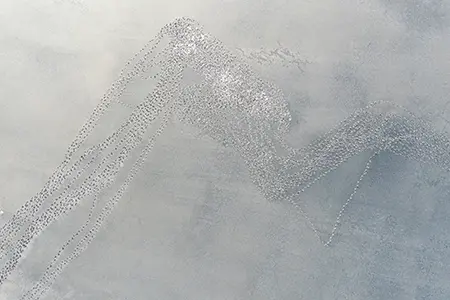 DJI_0856