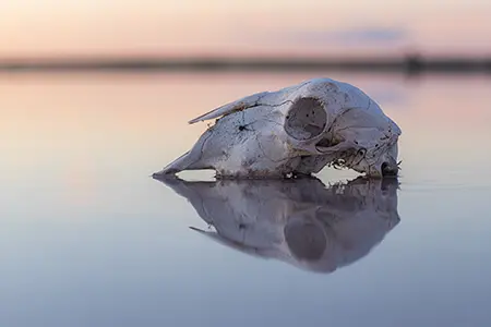 Skull_2