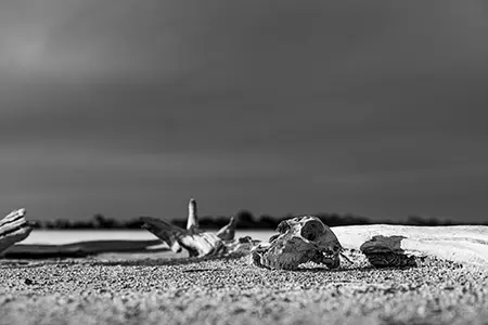 Skull_3