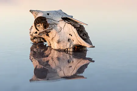 Skull_4
