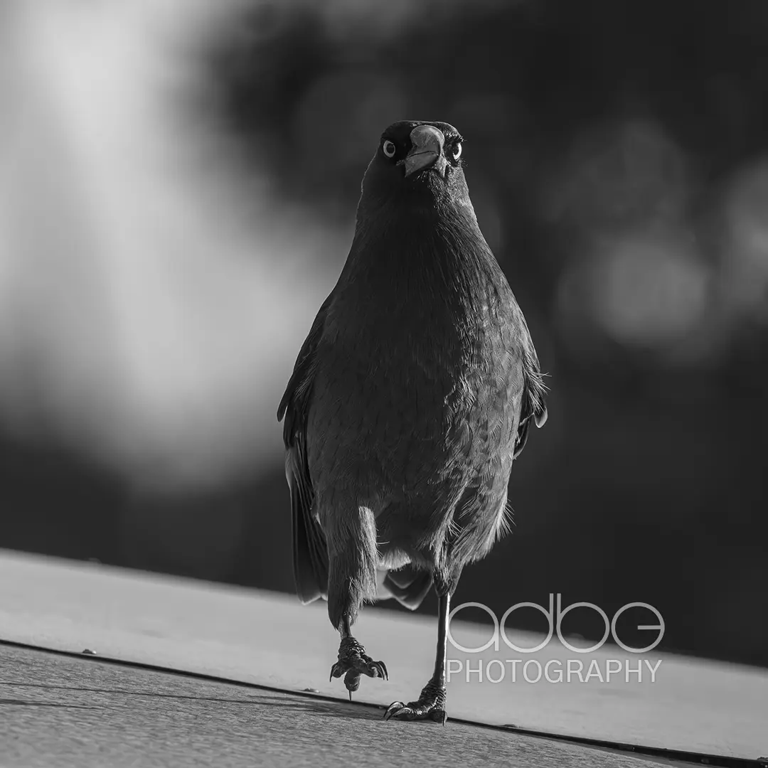 091A8267-Enhanced-NR