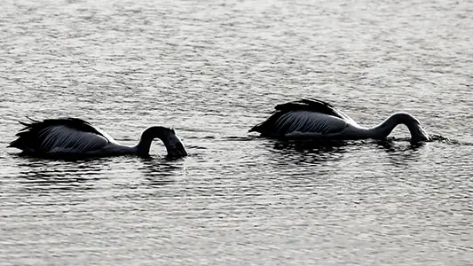 Pelican_2