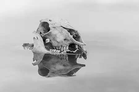 Skull_7
