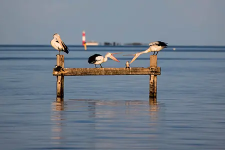 Coobowie_Jetty