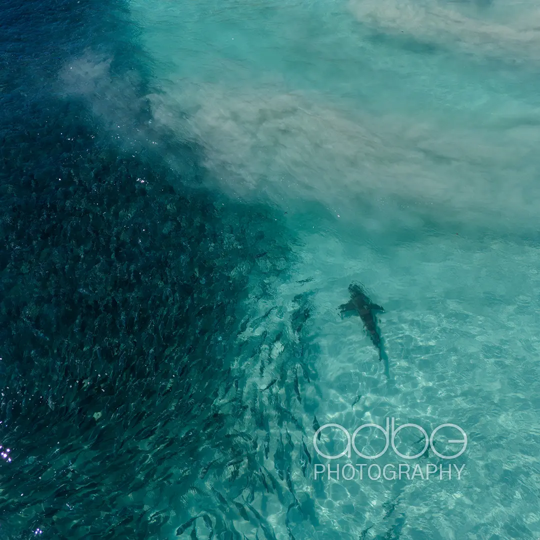 DJI_20231223154549_0226_D-Enhanced-NR