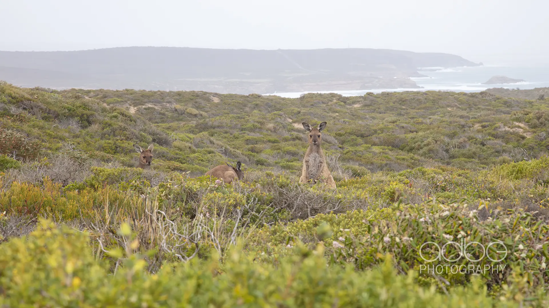 091A1878-Enhanced-NR