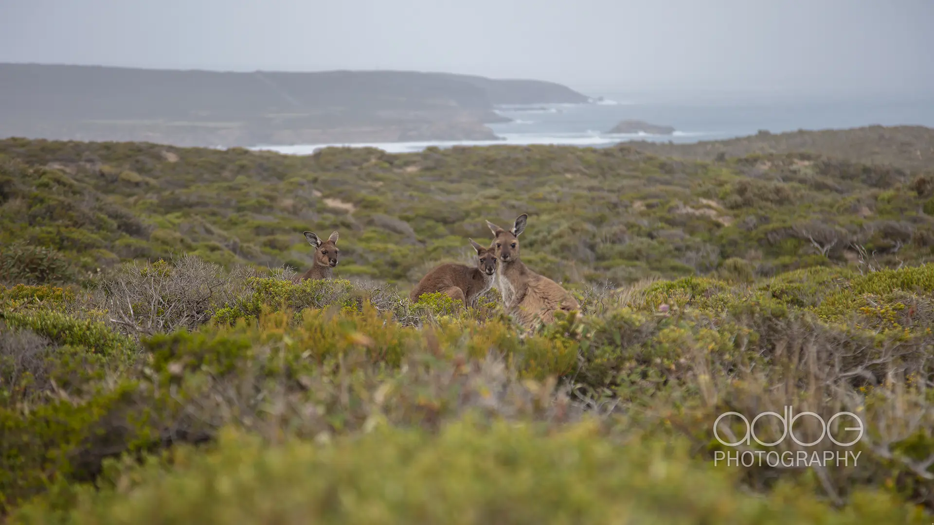 091A1885-Enhanced-NR