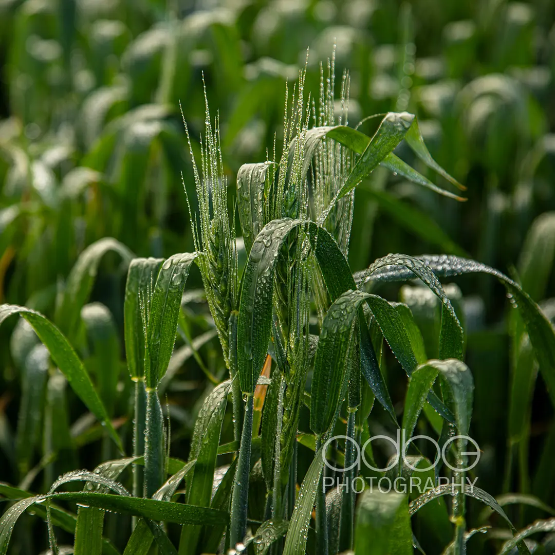 091A2205-Enhanced-NR