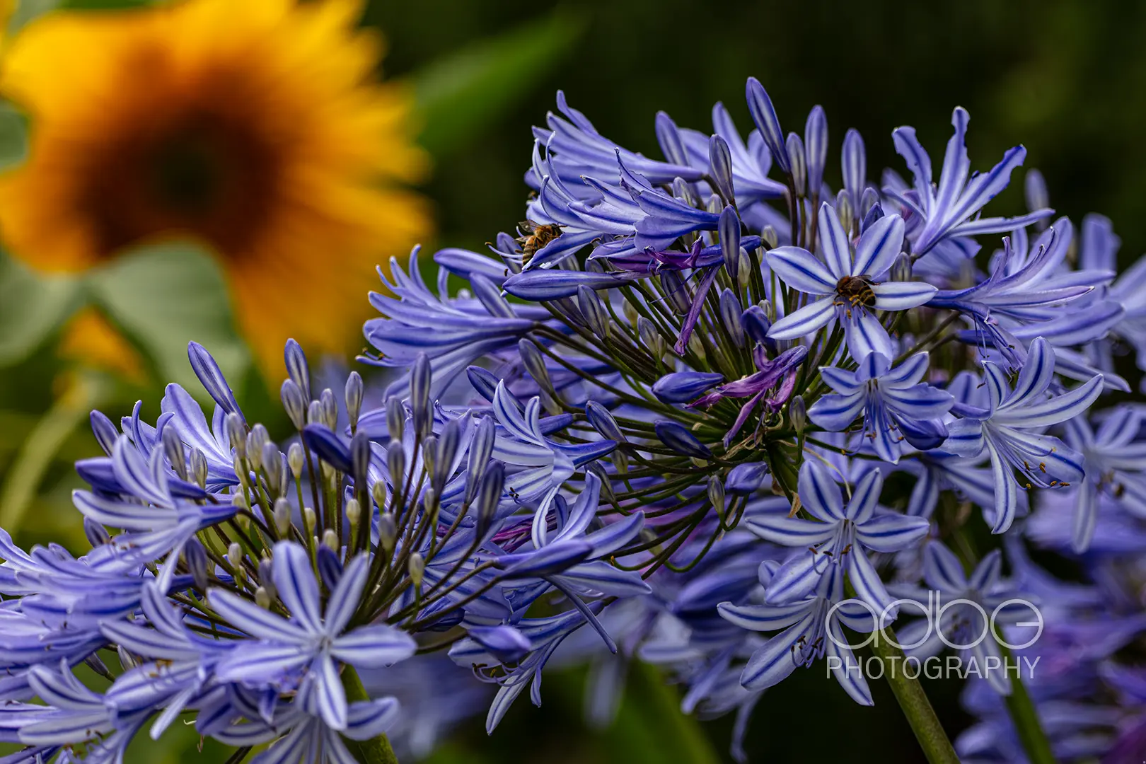 091A7041-Enhanced-NR