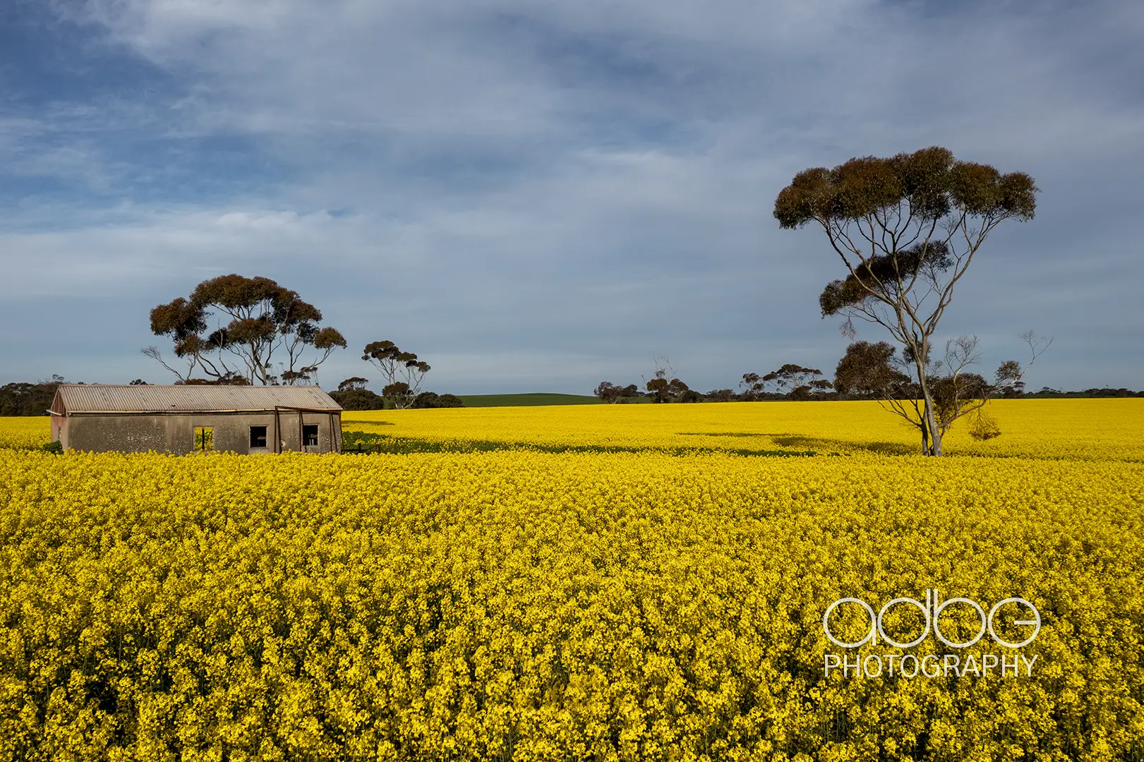 Canola_10