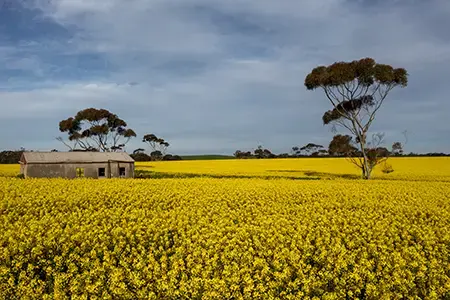 Canola_10
