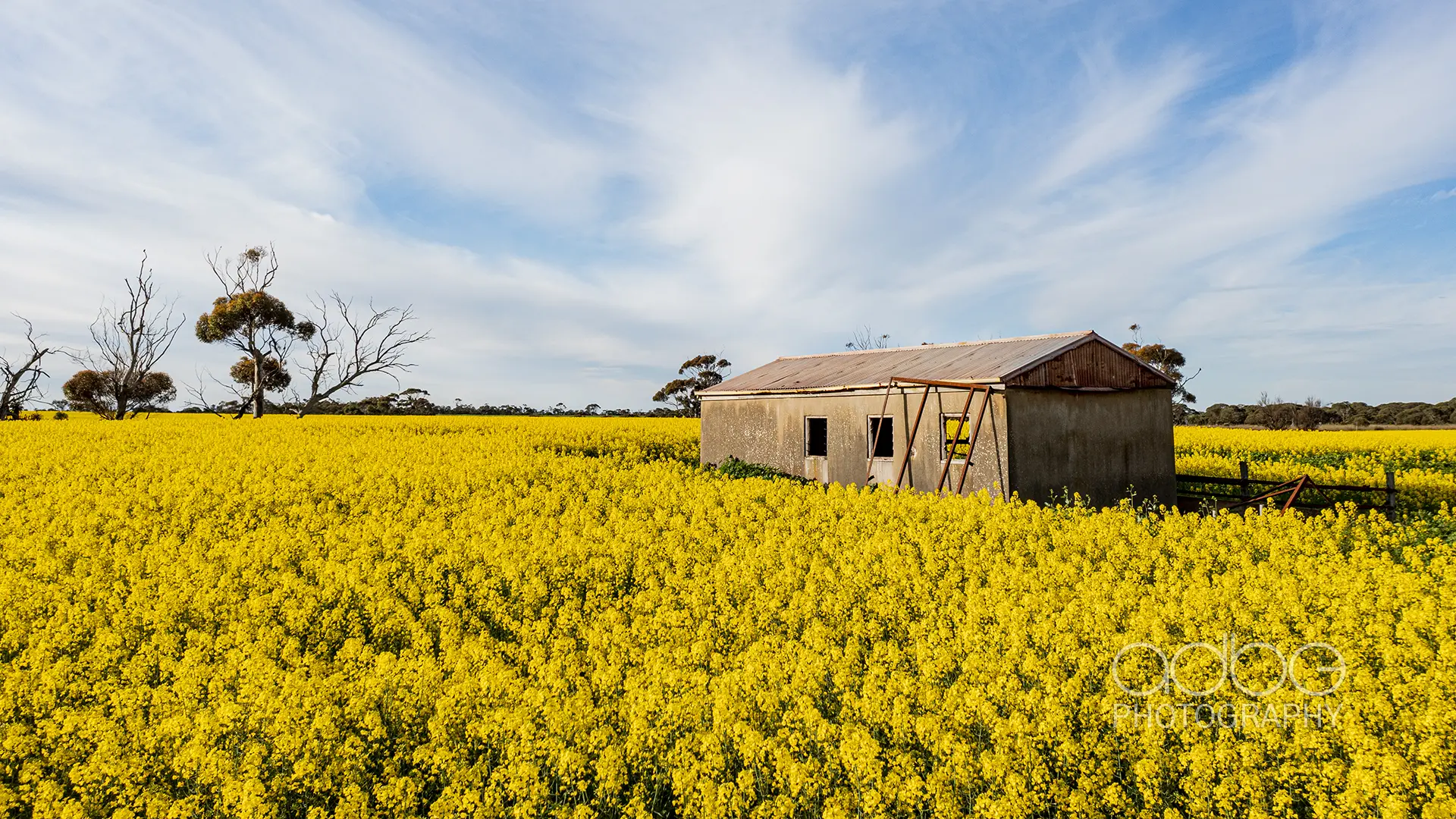 Canola_11