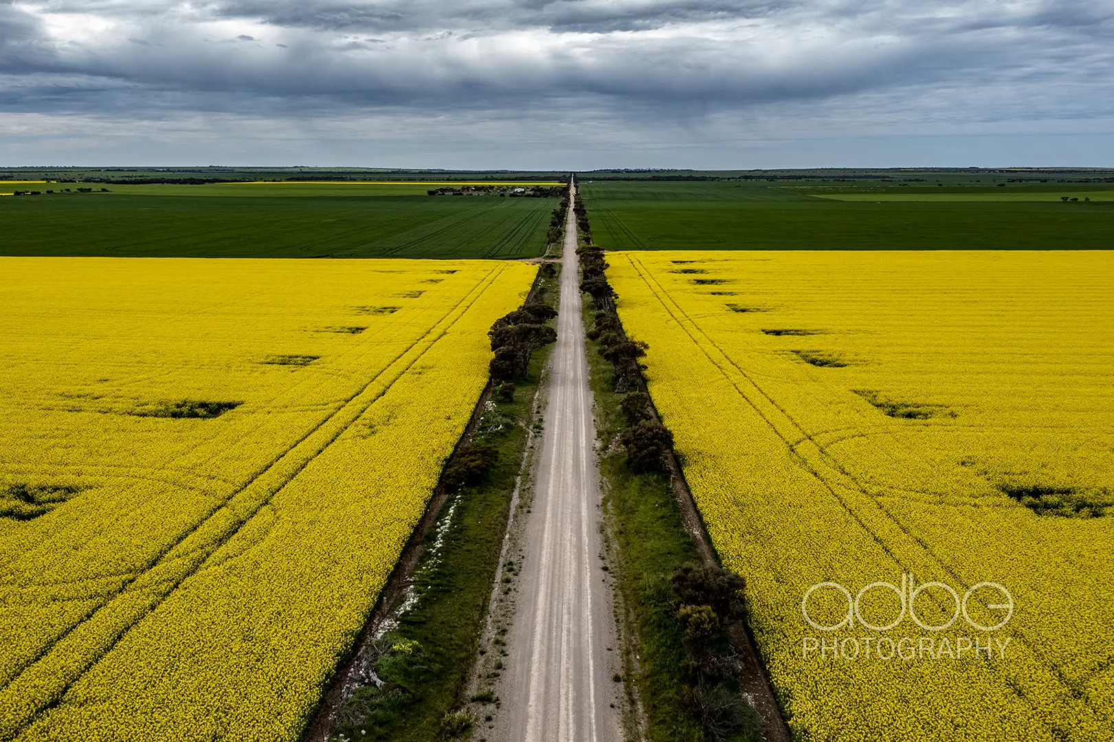 Canola_12