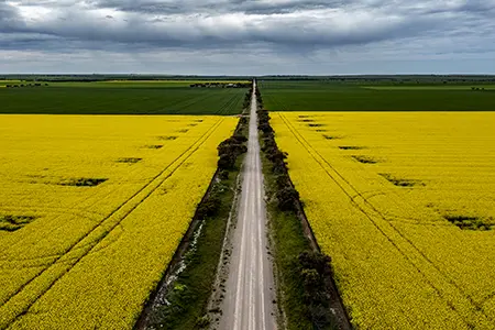 Canola_12