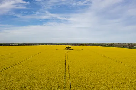 Canola_5
