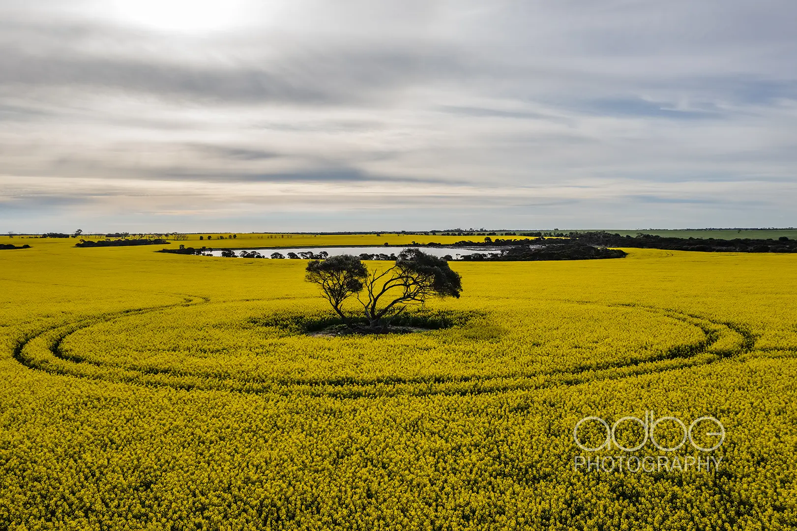 Canola_8