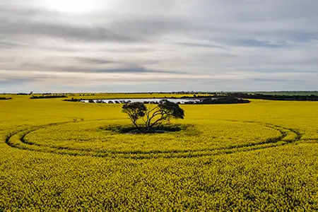 Canola_8