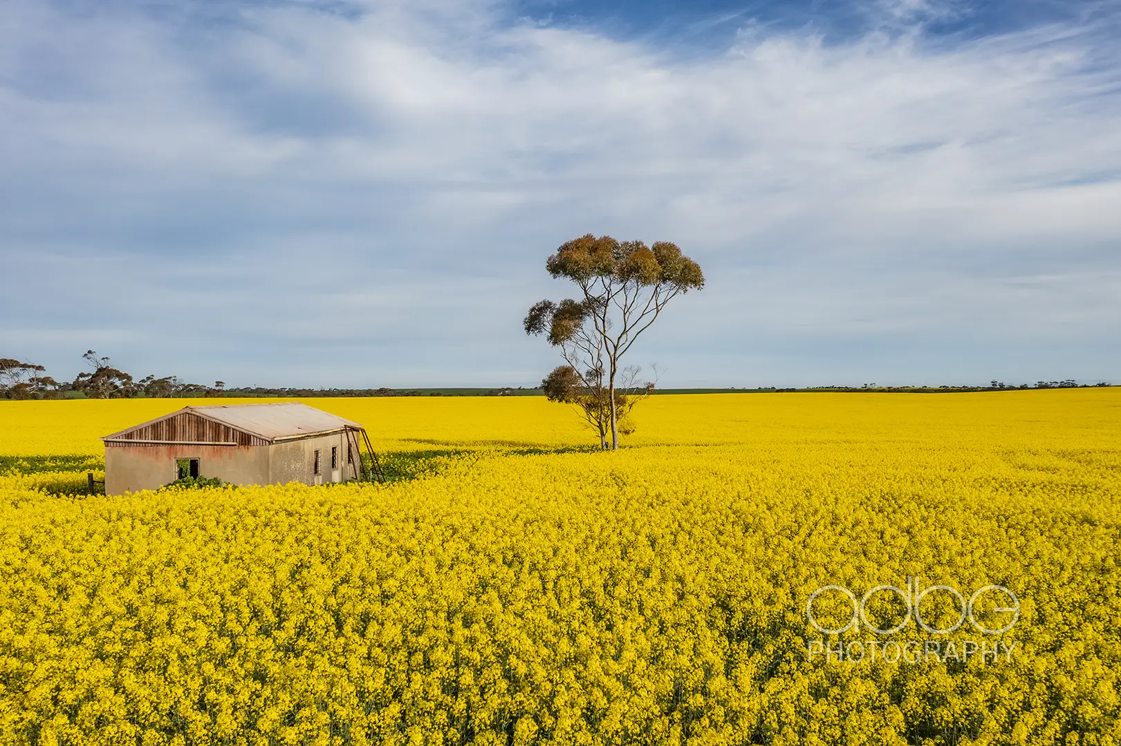 Canola_9