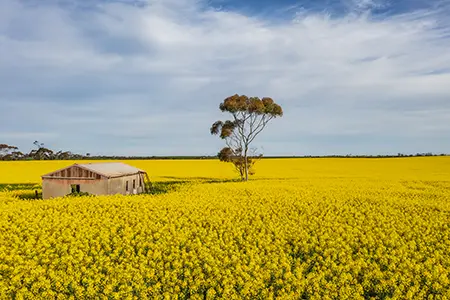 Canola_9